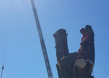 Toledo Tree Services Big Swing Tree Service LLC