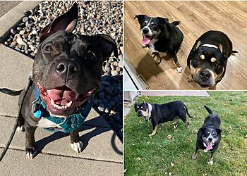 Reno Dog Walkers Biggest Little Pet Sitter