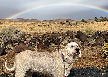 Biggest Little Pet Sitter Reno Dog Walkers image 1