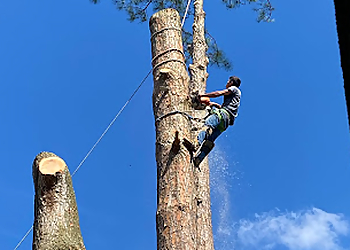 Baton Rouge Tree Services Biggz professional tree care, LLC