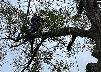 Baton Rouge Tree Services Biggz professional tree care, LLC