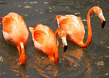 Birmingham Places To See Birmingham Zoo