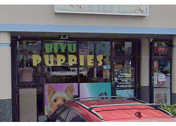 Biyu Puppies & Grooming