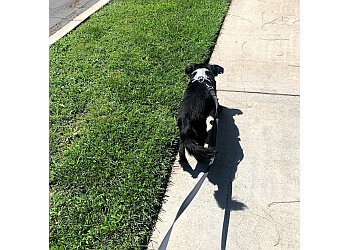 Black Beauty's Paws N' Whiskers Pet Care San Bernardino Dog Walkers