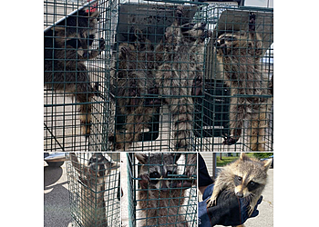 Evansville Animal Removal Black Diamond Pest Control