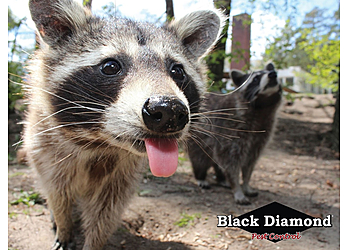 Indianapolis Animal Removal Black Diamond Pest Control