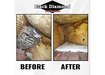 Indianapolis Animal Removal Black Diamond Pest Control