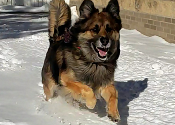 Olathe Veterinary Clinics Blackbob Pet Hospital