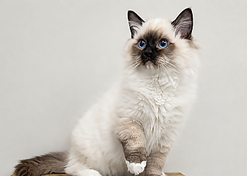 Blackbob Pet Hospital & Cat Clinic - Olathe, KS Veterinary Clinics - Service Highlights