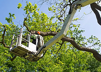 Cary Tree Services Blackhawk Tree Services