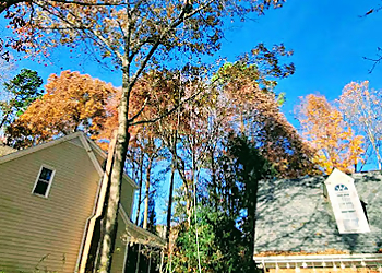 Cary Tree Services Blackhawk Tree Services