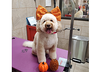 Fayetteville Pet Grooming Blessed Oasis Pet Resort