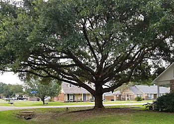 Baton Rouge Tree Services Blocker Tree & Landscape LLC