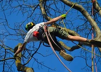 Baton Rouge Tree Services Blocker Tree & Landscape LLC