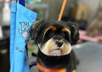 Tallahassee Pet Grooming Bloomingtails Pet Salon