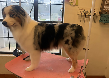 Tallahassee Pet Grooming Bloomingtails Pet Salon