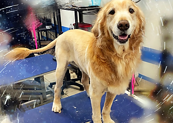 Fremont Pet Grooming Blue Moon Pet Wash