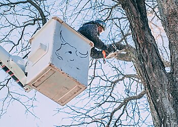 Lincoln Tree Services Blue Ox Tree Service