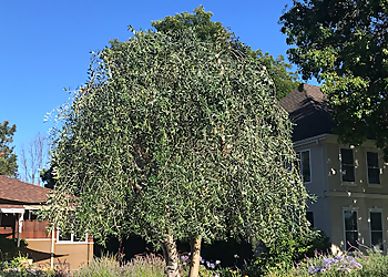 Santa Clara Tree Services Blue Ox Tree Services