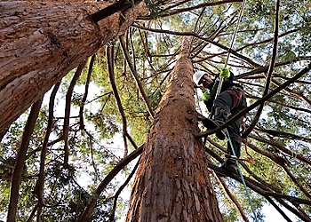 Santa Clara Tree Services Blue Ox Tree Services