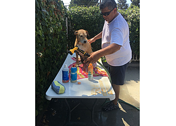 Irvine Veterinary Clinics BluePearl Pet Hospital