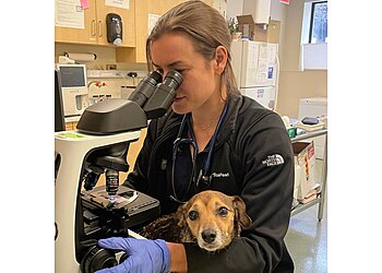 Philadelphia Veterinary Clinics BluePearl Pet Hospital