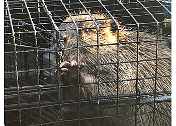 Denver Animal Removal Blue Tick Pest & Wildlife Control Inc.