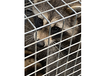 Denver Animal Removal Blue Tick Pest & Wildlife Control Inc.