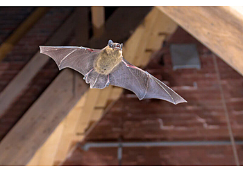 Blue Tick Pest & Wildlife Control Inc. Denver Animal Removal image 1
