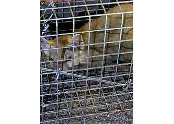 Lakewood Animal Removal Blue Tick Pest & Wildlife Control Inc.