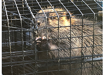 Lakewood Animal Removal Blue Tick Pest & Wildlife Control Inc.