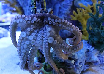 Spokane Places To See Blue Zoo Aquarium