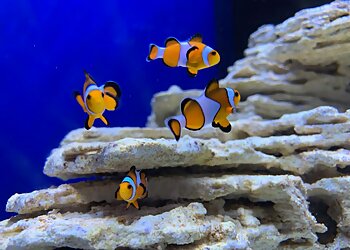 Spokane Places To See Blue Zoo Aquarium