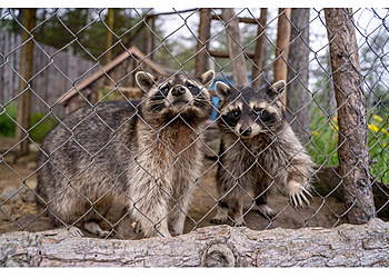 Columbia Animal Removal Blythewood Wildlife Removal