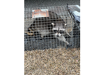 Columbia Animal Removal Blythewood Wildlife Removal