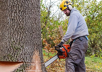 Thousand Oaks Tree Services Bob Loft The Tree Trimmer