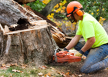 Thousand Oaks Tree Services Bob Loft The Tree Trimmer