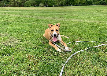 Bob Maida Dog Training - Yonkers, NY Dog Training - Service Highlights