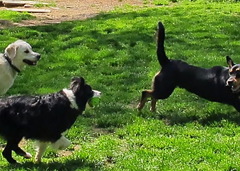 Bob Maida Dog Training - Yonkers, NY Dog Training - Work Image