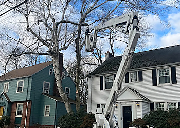 New Haven Tree Services Bobby L Tree Service LLC