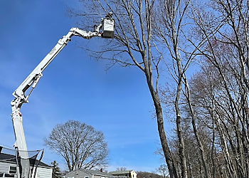 Bobby L Tree Service LLC New Haven Tree Services image 1