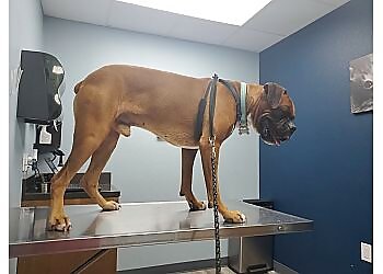 Brownsville Veterinary Clinics Boca Chica Animal Hospital & Pet Resort