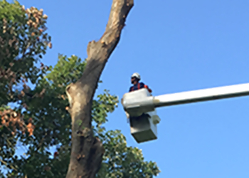 Baton Rouge Tree Services Bofinger's Tree Service