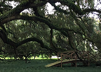 Baton Rouge Tree Services Bofinger's Tree Service