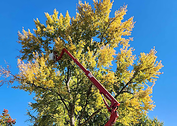 Boise City Tree Services Boise Tree SavATree