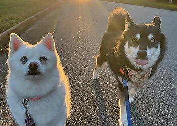 Chesapeake Dog Walkers Bones N Belly Rubs