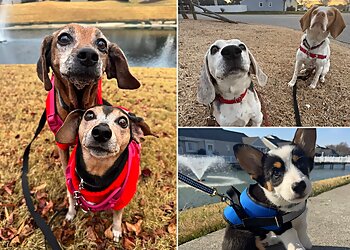 Chesapeake Dog Walkers Bones N Belly Rubs