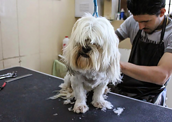 Chula Vista Pet Grooming Bonita Dog Grooming