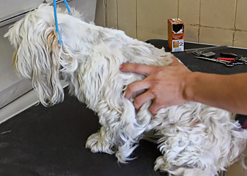 Chula Vista Pet Grooming Bonita Dog Grooming