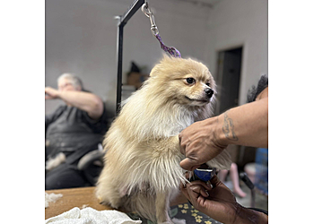 Detroit Pet Grooming Boopers Dog & Suds